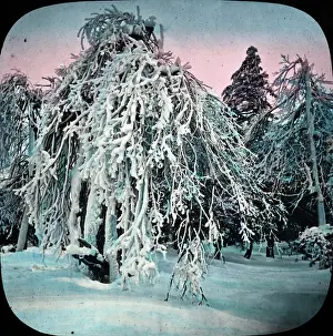Snow Covered: Frozen Trees - Prospect Park, Niagara, NY State, USA