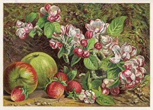 Straws: FRUIT/APPLES STRAWS 1861