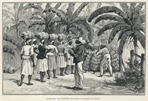 Bananas: FRUIT/BANANAS