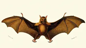 Pteropus: Fruit Bat (Pteropus edwarsu)