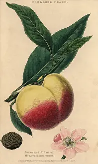 Mcintoshs: Fruit, blossom, leaves and seed of the Noblesse