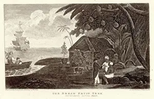 Bligh: FRUIT/BREADFRUIT 1789