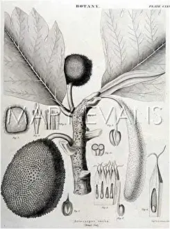Breadfruit: FRUIT/BREADFRUIT