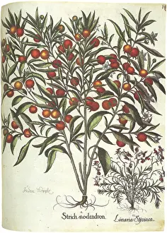 Basilius: Fruit and Flowers
