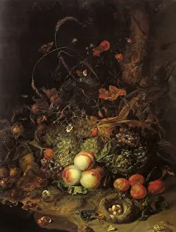 1716: Fruit, Flowers, and Insects