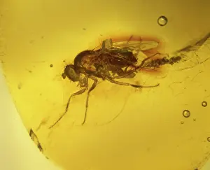 Resin: Fruit fly in Dominican amber