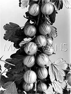 Gooseberries: FRUIT/GOOSEBERRIES
