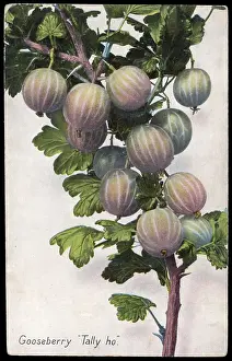 Tally: FRUIT/GOOSEBERRY