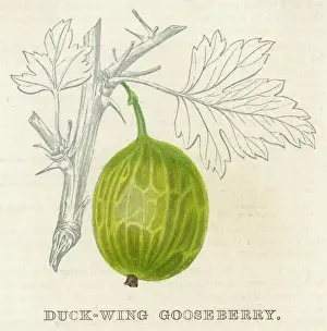 Gooseberries: FRUIT/GOOSEBERRY