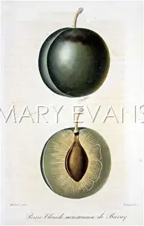 Greengage: FRUIT/GREENGAGE