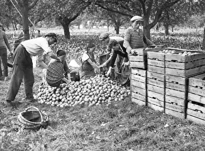 Sorted: Fruit harvest near Berlin
