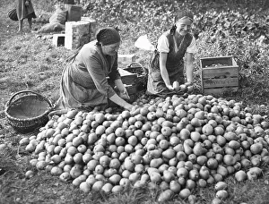 Sorted: fruit harvest near Berlin