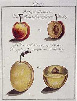 Apricot: Fruit Illustration
