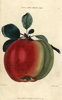 Mcintosh: Fruit and leaves of Kirke's scarlet admirable
