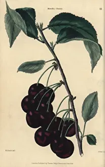 Mcintosh: Fruit and leaves of the Morello cherry, Prunus cerasus