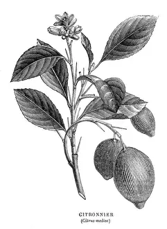 Lemons: FRUIT/LEMON