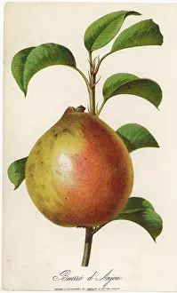 Beurre: FRUIT/PEAR
