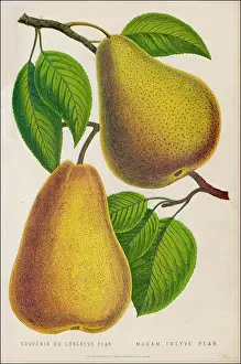 Madam: FRUIT/PEAR