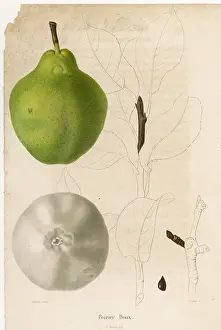 Poirier: FRUIT/PEAR