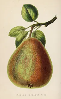 Bergamot: FRUIT/PEAR BERGAMOT