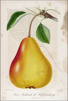 C1850: FRUIT/PEAR C1850
