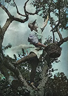 The Fruit Picker