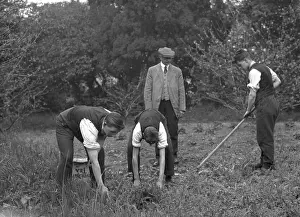 Hoeing: FRUIT PICKERS