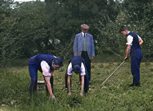 Hoeing: FRUIT PICKERS