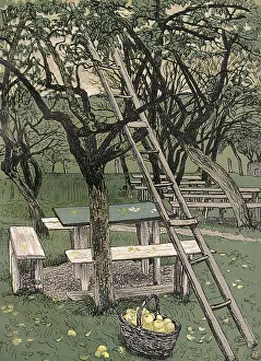 Freshly: FRUIT PICKING LADDER