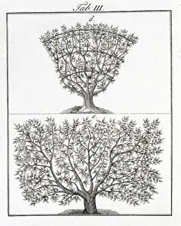 Pomona: Two fruit trees