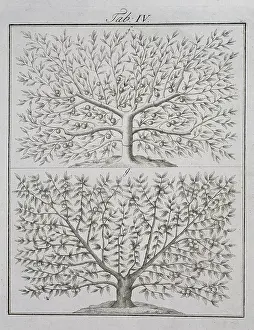 Pomona: Two fruit trees