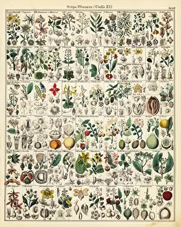 Allgemeine: Fruit trees and plants