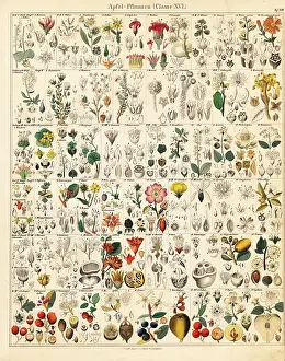 Blackberry: Fruit trees and plants
