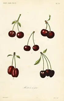 Potager: Fruits, Fruits a noyau