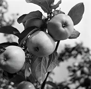 Apples: Fruits garden
