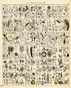 Rhubarb: Fruits, nuts and seeds