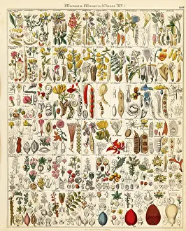 Peanut: Fruits, nuts and seeds