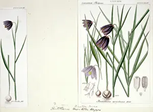 Liliales: Frutillaria montana