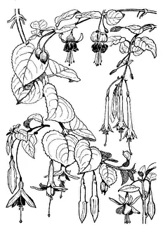 Fuchsia: Fuchsia