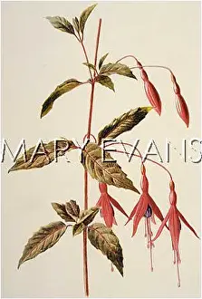 Fuchsia: FUCHSIA
