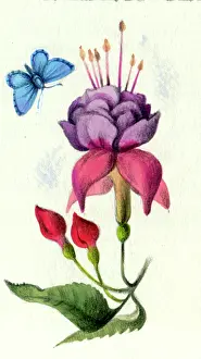 Fuchsia: Fuchsia and blue butterfly