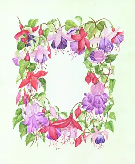 Fuchsia: Fuchsia Border - Assorted Varieties