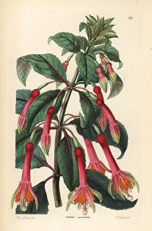 Fuchsia: Fuchsia denticulata