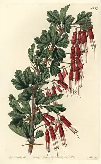 Gooseberry: Fuchsia-flowered gooseberry, Ribes speciosum