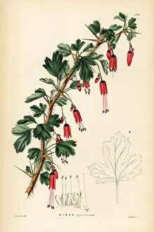 Gooseberry: Fuchsia-flowered gooseberry, Ribes speciosum