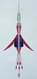 Fuchsia: Fuchsia gracilis, hardy fuchsia