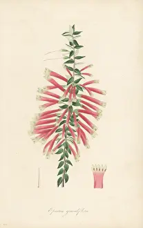 New South Wales: Fuchsia heath or cigarette flower, Epacris longiflora