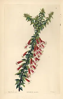 Fuchsia: Fuchsia heath, Epacris longiflora