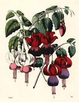 Fuchsia: Fuchsia hybrid varieties