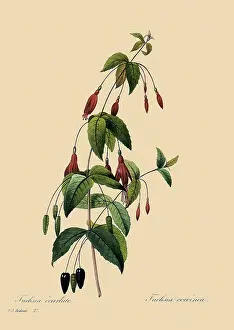 Fuchsia: Fuchsia magellanica